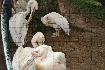פאזל של zoo la palmyre