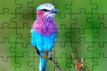 bird