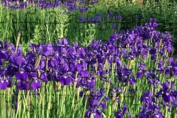 פאזל של Purple Wild Iris Flowers
