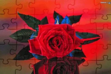 Captivating Red Rose jigsaw puzzle