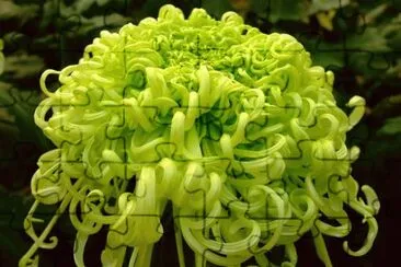 èŠ±å‰ jigsaw puzzle