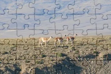 guanacos