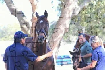2002 Chestnut Mare Never Gone | By Gone West