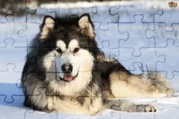 alaskan malamute