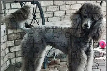 barbone grigio jigsaw puzzle