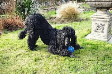 barbone nero jigsaw puzzle