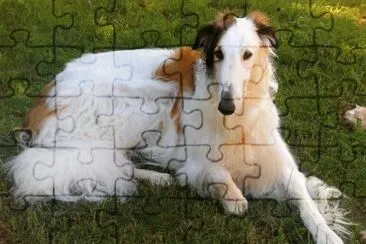 barzoi jigsaw puzzle