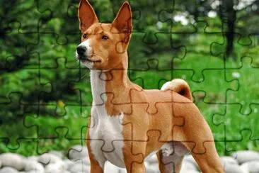 basenji jigsaw puzzle
