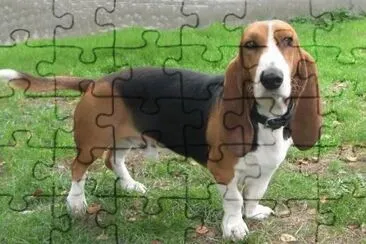 basset artesien normand