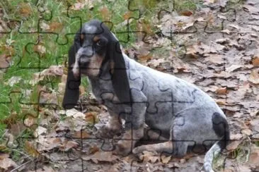 basset bleu de gascogne