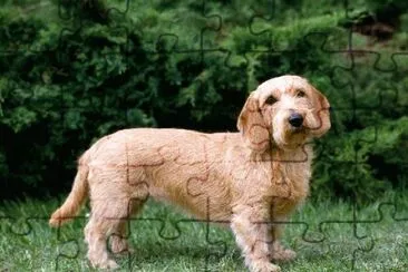 basset fauve de bretagne