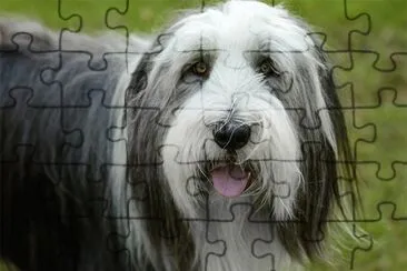 פאזל של bearder collie