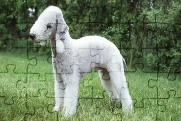 bedlington terrier