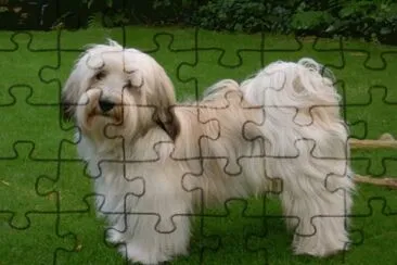bichon havanais