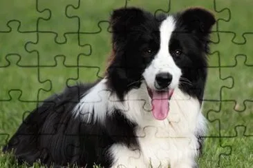 border collie