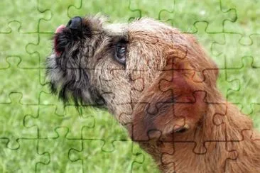 border terrier