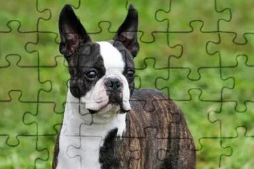boston terrier