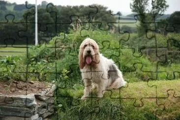 briquet griffon vendeen jigsaw puzzle