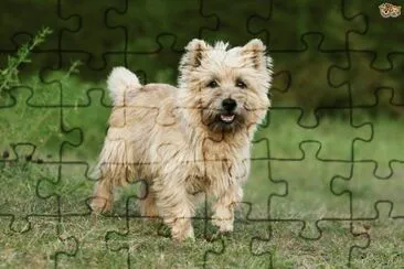 פאזל של cairn terrier