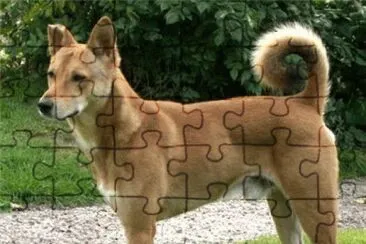 פאזל של canaan dog