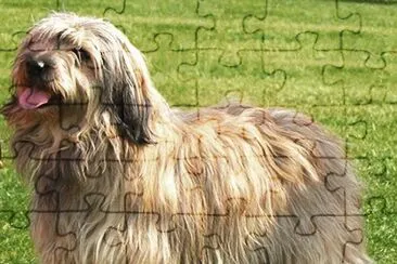 פאזל של cane da pastore catalano