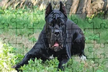 פאזל של cane corso