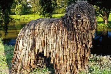 פאזל של cane da pastore bergamasco