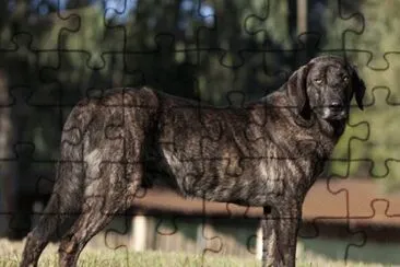 cane de castro laboreiro