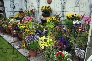Colorful Potted Flower Garden jigsaw puzzle