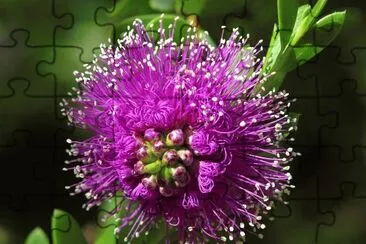 Amazing Beautiful Flower jigsaw puzzle