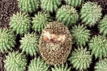 ANIMALES