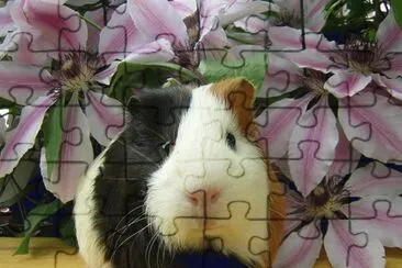 ANIMALES