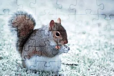 ANIMALES jigsaw puzzle