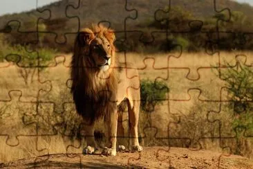 ANIMALES