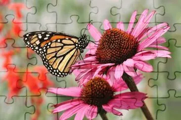 ANIMALES jigsaw puzzle