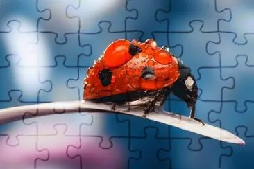ANIMALES jigsaw puzzle