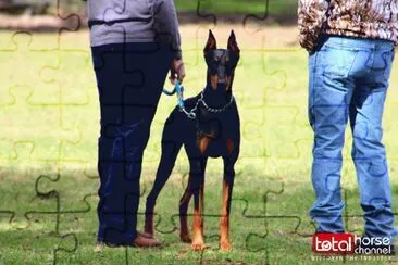 Gorgeous Doberman | Horse Show Dog