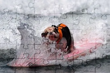 ANIMALES jigsaw puzzle