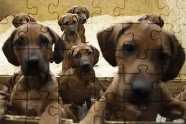 ANIMALES