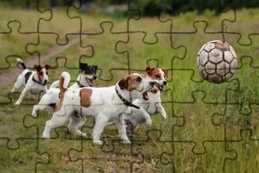 פאזל של ANIMALES