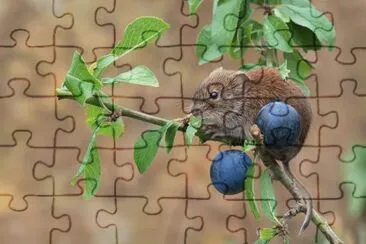 ANIMALES jigsaw puzzle