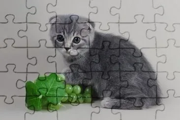 ANIMALES jigsaw puzzle