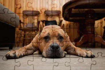 ANIMALES