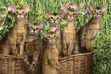 פאזל של ANIMALES