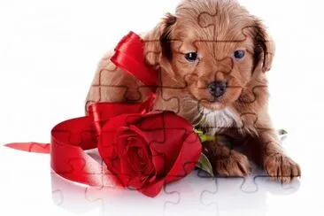 ANIMALES