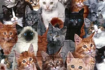 ANIMALES