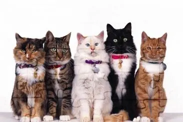 ANIMALES