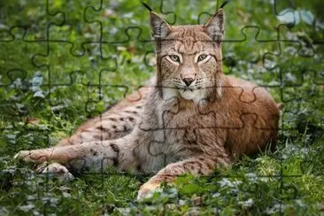 ANIMALES jigsaw puzzle