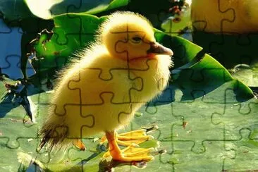 ANIMALES jigsaw puzzle