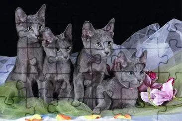 ANIMALES